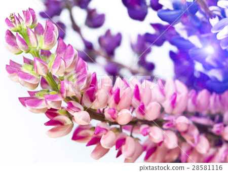 Bouquet of lupines, small depth of sharpness Bouquet of lupines, small depth of sharpness 28581116