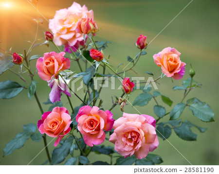 bush rose bush rose 28581190