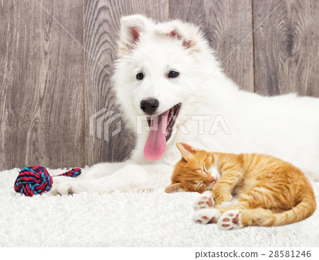 puppy and kitten fluffy carpet puppy and kitten fluffy carpet 28581246