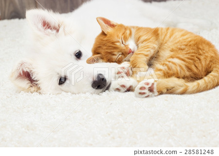 puppy and kitten fluffy carpet puppy and kitten fluffy carpet 28581248