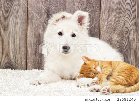 puppy and kitten fluffy carpet 28581249