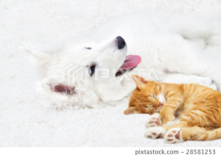 puppy and kitten fluffy carpet puppy and kitten fluffy carpet 28581253