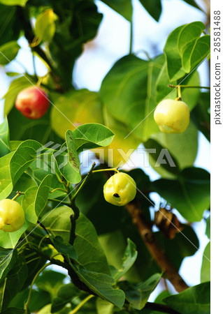 蓮葉桐 蓮葉桐 28581488