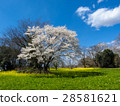 Blue sky and cherry blossoms and rape blossoms 28581621