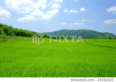 Summer countryside 1 28582029