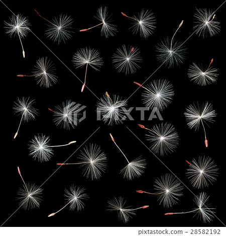 dandelion seeds macro photo, isolated on black 28582192