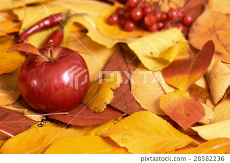 autumn background, fruits and vegetables, rural 28582236