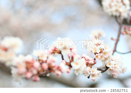 櫻花吉野櫻花公園 28582751