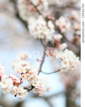 Cherry blossoms Yoshino cherry blossom park Cherry blossoms Yoshino cherry blossom park 28582783