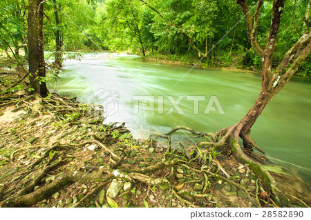 Mountain stream or river in forest 28582890