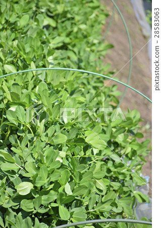花生葉 花生葉 28583063