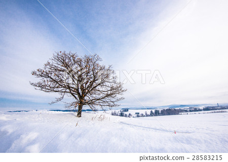 Seven star tree winter 28583215