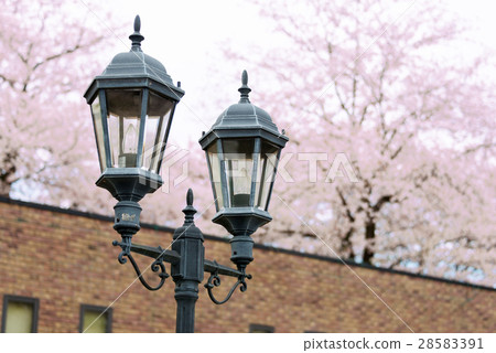Cherry blossoms of the Chateau Kamiya, the landscape of the lantern and the brick wall 28583391