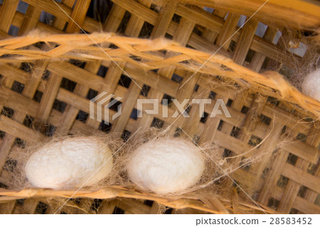 Group of silkworm in white cocoon stage background Group of silkworm in white cocoon stage background 28583452