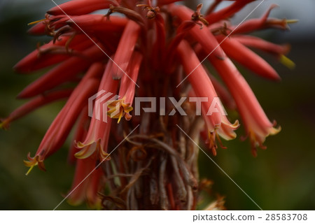 Aloe 28583708