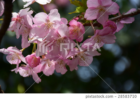 Cherry Blossoms	 28583710