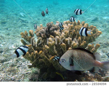 In the sea of Ajajima Nishibama Beach 28584094