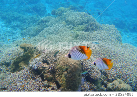 Coral and butterfly of Agenasik island 28584095