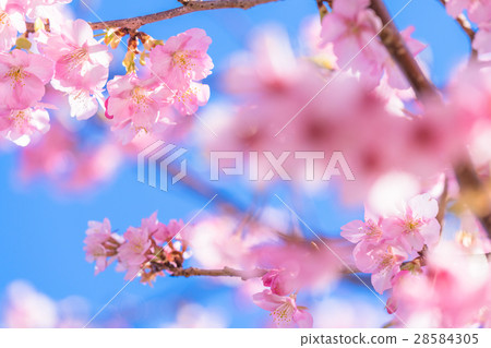 河津櫻花盛開[攝於靜岡縣河津町] 28584305
