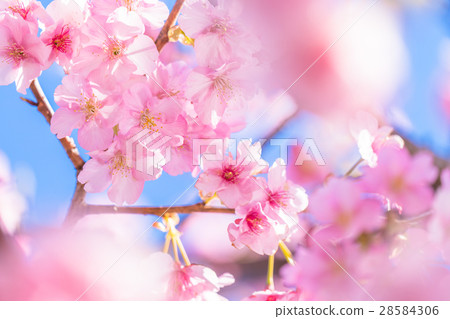 河津櫻花盛開[攝於靜岡縣河津町] 28584306