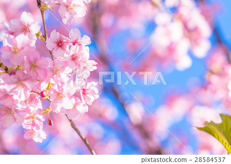 Kawazu cherry blossoms in full bloom [photographed in Kawazu Town, Shizuoka Prefecture] 28584537