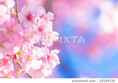Kawazu cherry blossoms in full bloom [photographed in Kawazu Town, Shizuoka Prefecture] 28584538