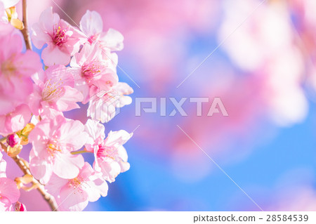 Kawazu cherry blossoms in full bloom [photographed in Kawazu Town, Shizuoka Prefecture] 28584539
