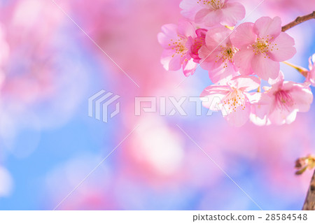 河津櫻花盛開[攝於靜岡縣河津町] 28584548
