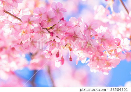 Kawazu cherry blossoms in full bloom [photographed in Kawazu Town, Shizuoka Prefecture] 28584591