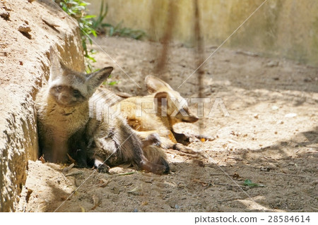 Animal, Zoo, Safari Animal, Zoo, Safari 28584614