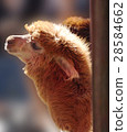 Brown Alpaca 28584662