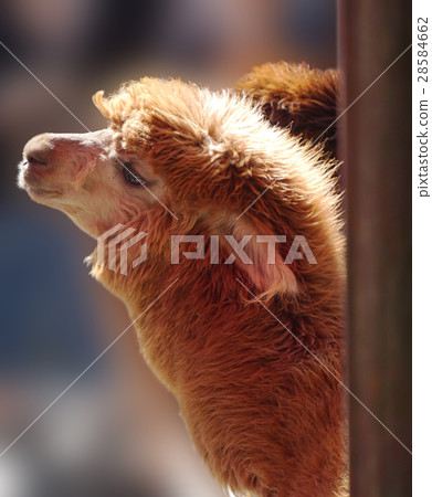 Brown Alpaca Brown Alpaca 28584662