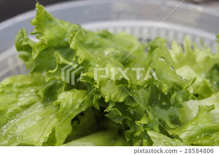 Greenleaf 28584806