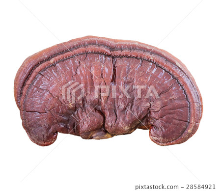 Ganoderma Lucidum Mushroom on white background Ganoderma Lucidum Mushroom on white background 28584921