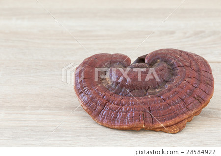 Ganoderma Lucidum Mushroom on wood background Ganoderma Lucidum Mushroom on wood background 28584922
