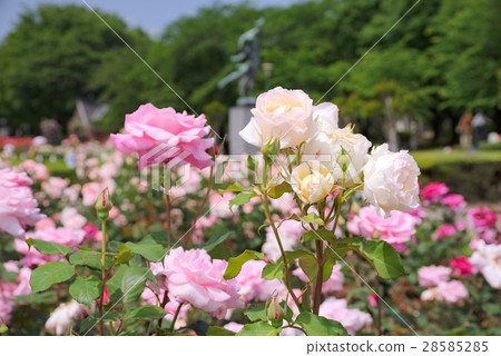 Rose Garden of Yono Park Rose Garden of Yono Park 28585285
