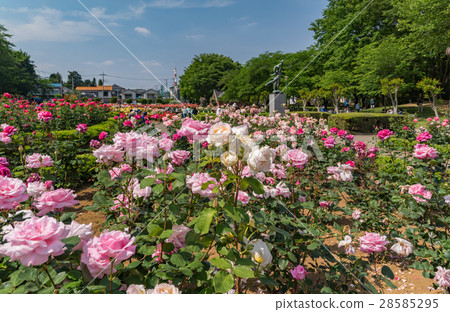 Yono公園玫瑰園 28585295