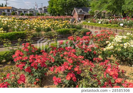Rose Garden of Yono Park 28585306