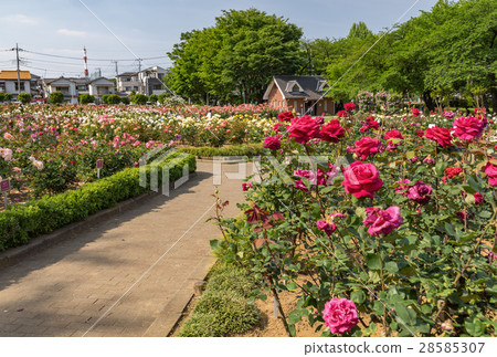 Yono公園玫瑰園 Yono公園玫瑰園 28585307