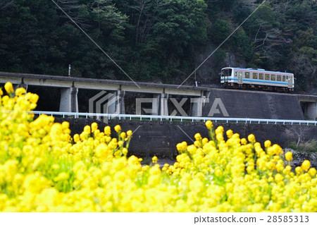 Sakura and Sanjiang Line Sakura and Sanjiang Line 28585313