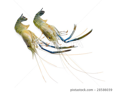 raw prawns,shrimps isolated on white background 28586039