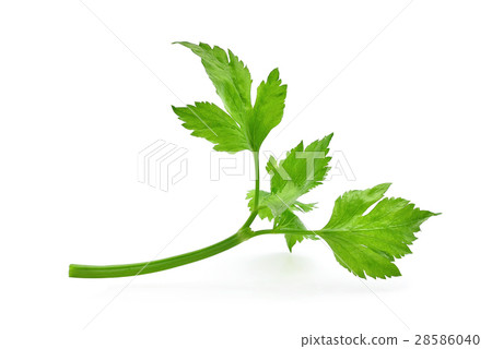 Celery leaf isolated on white background 28586040