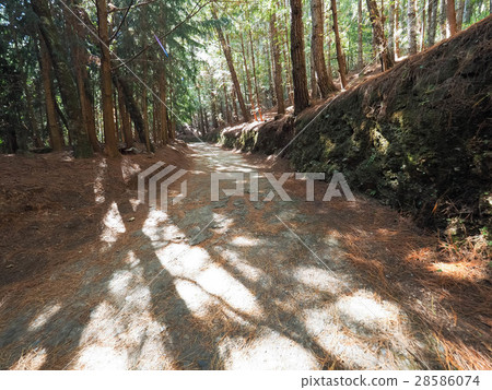 林蔭步道 28586074