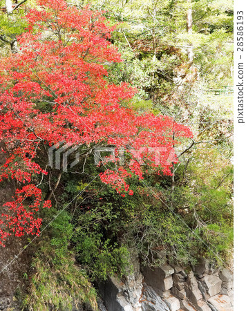 maple maple 28586193