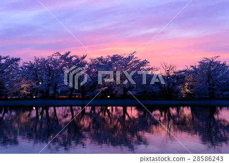 Sakura and sunset at Nagano Suzakode Wildu Park Sakura and sunset at Nagano Suzakode Wildu Park 28586243