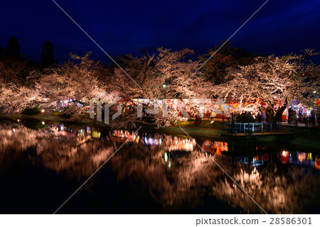 Nagano Suzaka cherry blossom light up at Wolong Park Nagano Suzaka cherry blossom light up at Wolong Park 28586301