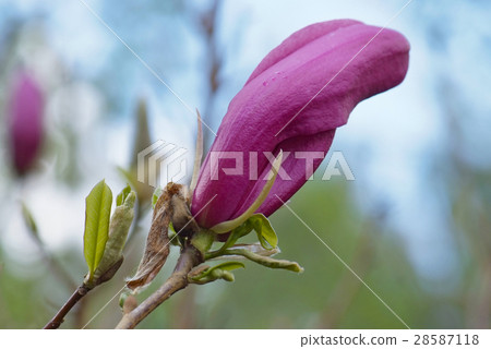 magnolia flower on the spring greens background 28587118