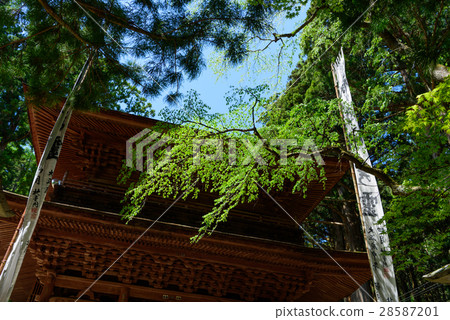 Nagano Komagane fresh green of Hikari Maesa 28587201