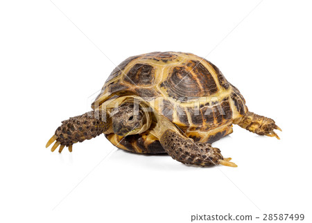 little turtle isolated on white background little turtle isolated on white background 28587499