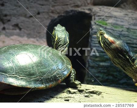 Two turtles looking at the left 28587769